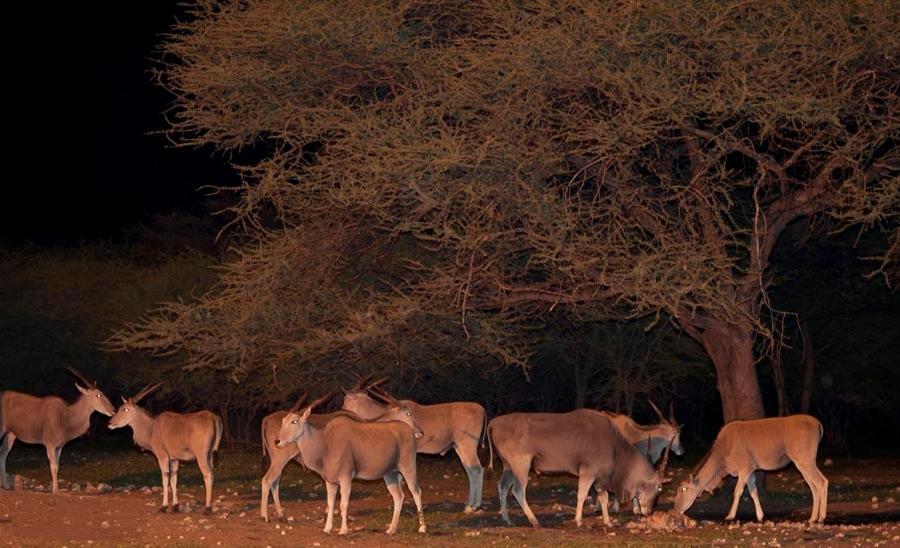 Вилла Emanya@Etosha Намутони Экстерьер фото